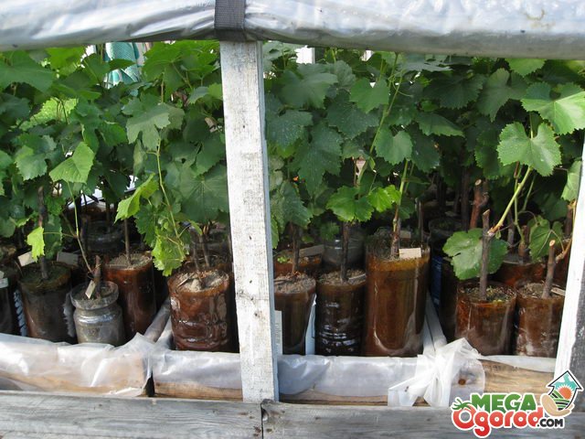 Проращивание черенков винограда: секреты успешного размножения